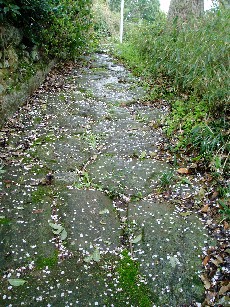 強風で散り始めた桜の花びらと石段。雨でしっとり濡れた感じが風情あります。